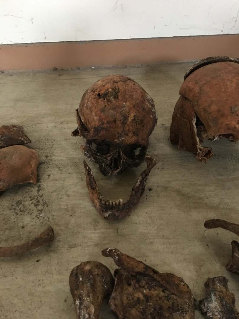 Skulls being prepared for cataloguing